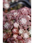 Очиток лопатчатолистный Пурпуреум | Очиток ложколистий Пурпуреум | Sedum spathulifolium Purpureum