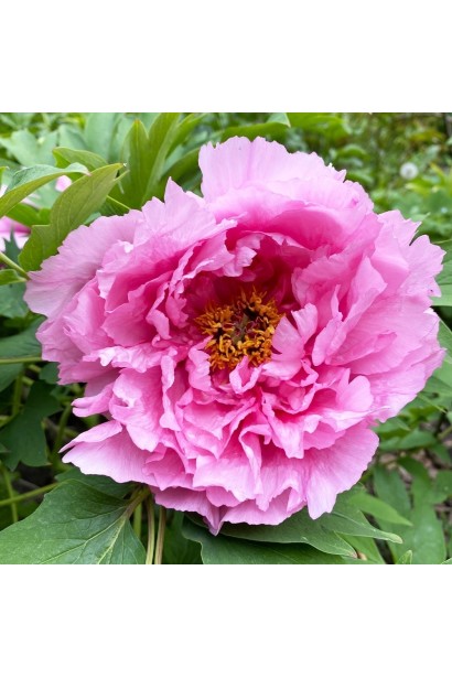 Кущ півонії Пінк – яскравий акцент у весняному саду.