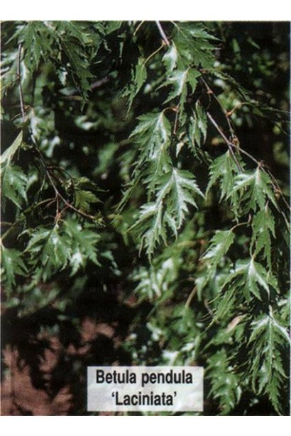 Береза Плакуча Лациніата