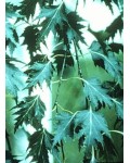 Береза плакучая 'Лациниата' | Береза Плакуча 'Лациниата' | Betula pendula 'Laciniata'