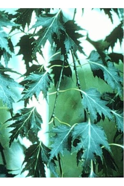 Береза Плакуча Лациніата листя