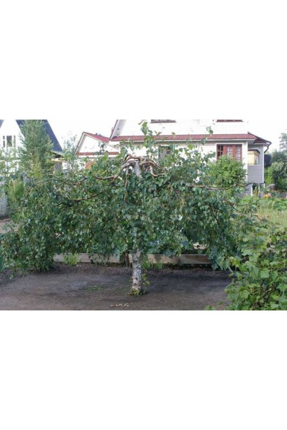 Береза Плакуча Лациніата в ландшафті