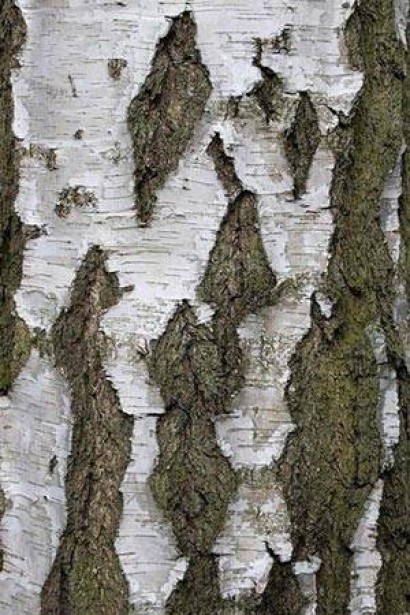 Береза Плакуча Лациніата кора дерева