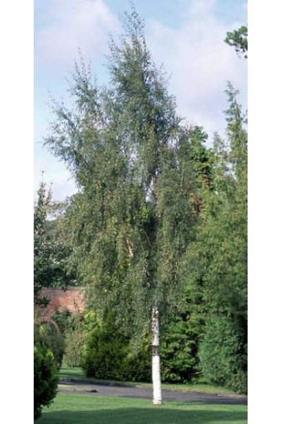 Береза плакуча Laciniata 