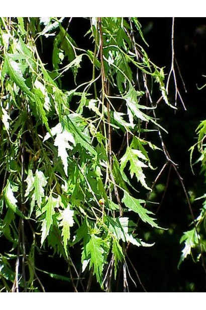 Береза Laciniata повислі гілки