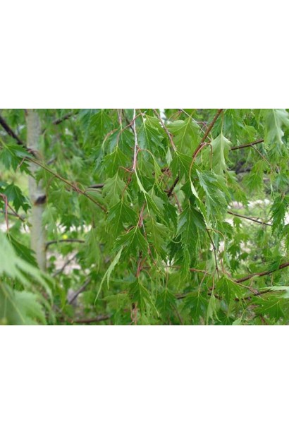 Betula pendula Laciniata