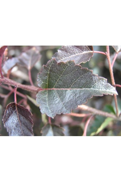 Береза плакуча Пурпуреа форма листка