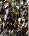 Береза плакуча Пурпуреа (штамб) | Береза плакучая Пурпуреа (штамб) | Betula pendula Purpurea