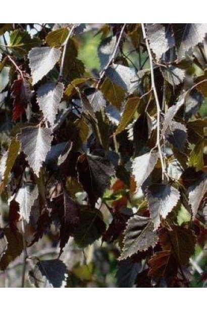 Береза плакуча Пурпуреа листя