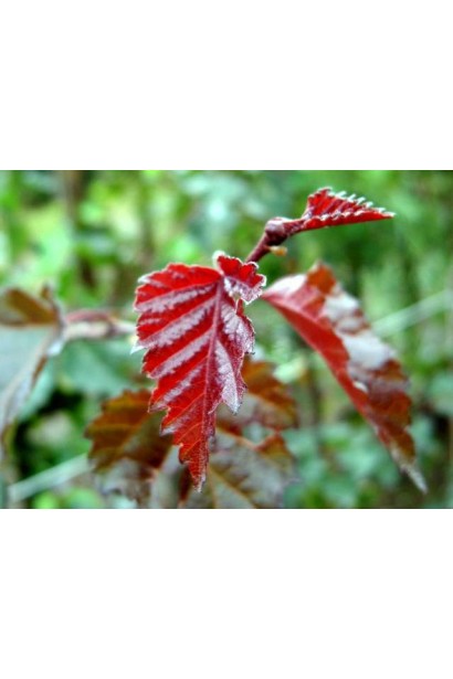 Betula pendula Purpurea