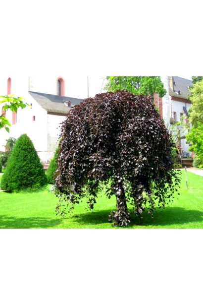 Береза плакуча Пурпуреа (штамб)