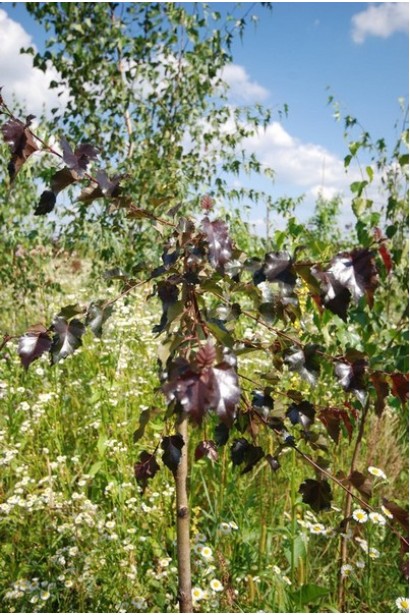 Береза плакуча Пурпуреа на штамбі