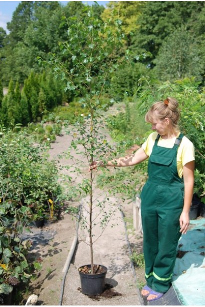 Береза бородавчата / плакуча контенер