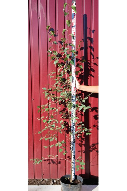 Береза бородавчата / плакуча висота 160-180 см