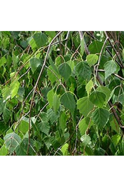 Береза плакуча зелене листя