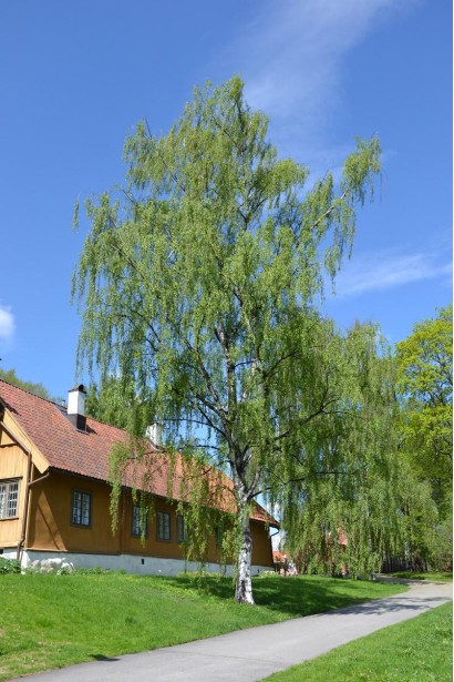 Береза бородавчата / плакуча в ландшафті