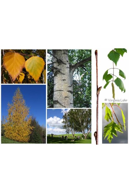 Береза бородавчата / плакуча / повисла