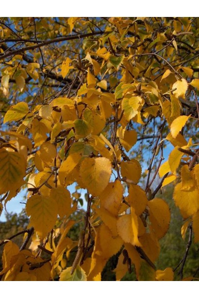 Береза бородавчата / плакуча листя восени