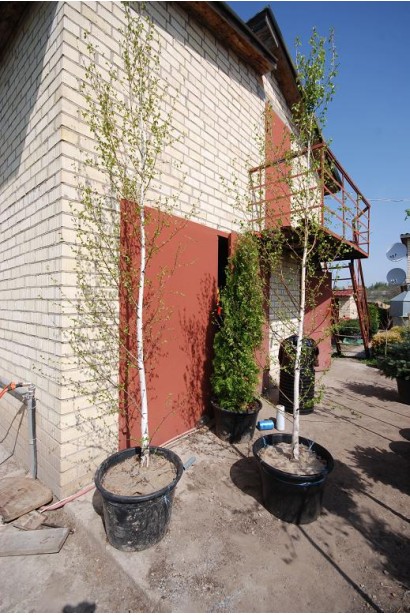 Betula pendula в садовому центрі