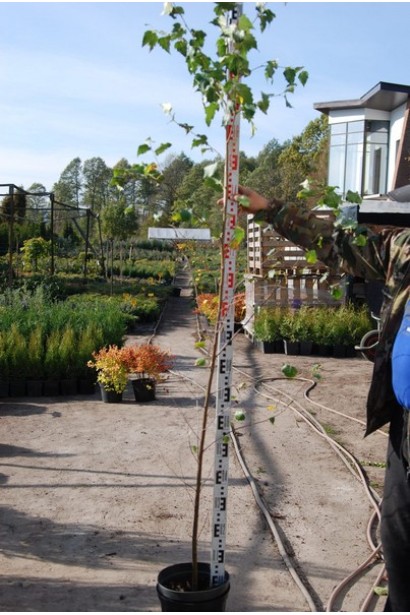 Береза бородавчата саджанець 180-220 см