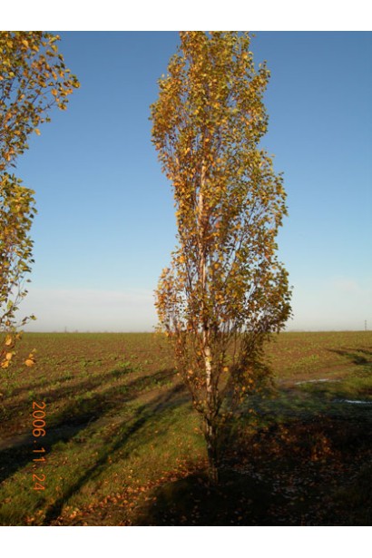 Береза плакуча Фастігіата восени