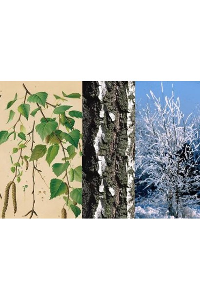  Betula pendula Fastigiata