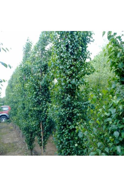 Береза пендула Fastigiata коловидна