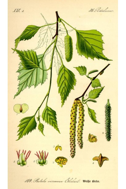 Береза повисла Фастігіата листя та сережки