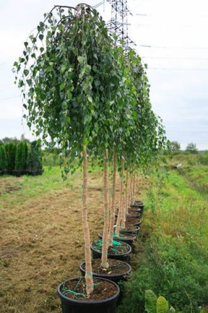 Береза бородавчата Янгі в розсаднику
