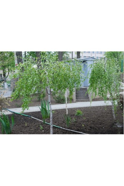 Береза бородавчата Янгі  в ландшафті