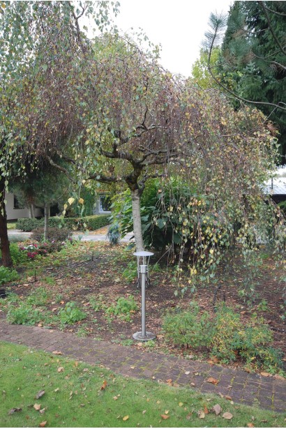 Береза бородавчата Янгі восени