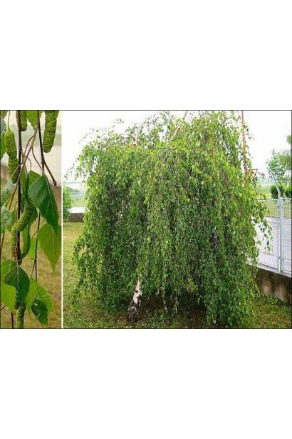 Береза бородавчата повисла Юнгі / Янгі 