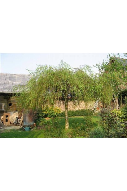 Береза бородавчата повисла Юнгі / Янгі  в ландшафті