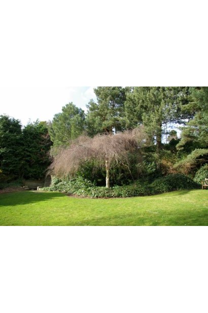 Береза бородавчата Юнгі / Янгі ландшафтний дизайн