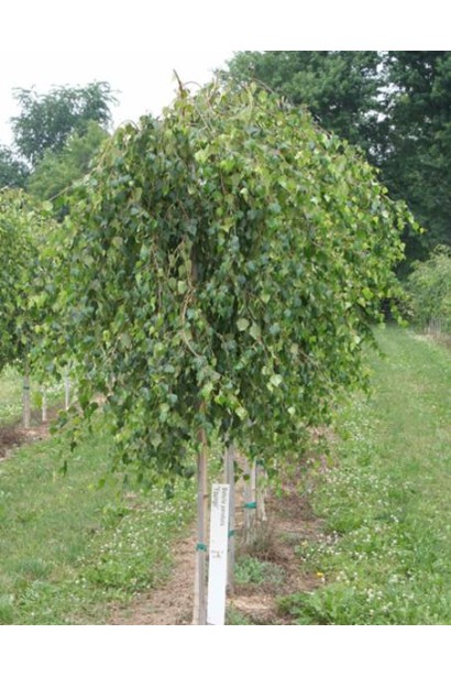 Береза бородавчата Янгі плакуча крона