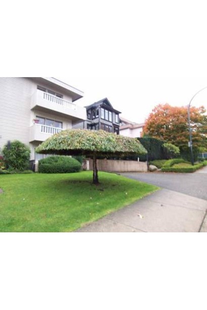 Береза повисла Янгі  зонтиковидна форма крони