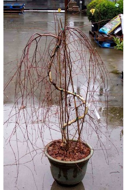 Береза повисла Youngii в контейнері восени