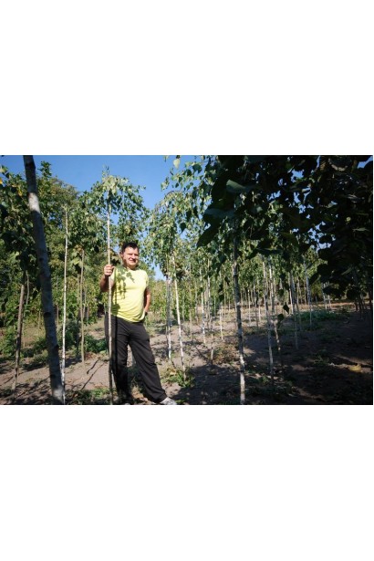 Береза Youngii в розсаднику в полі