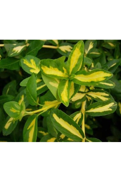 Бруслина Форчуна Санспот желто-зеленые листья