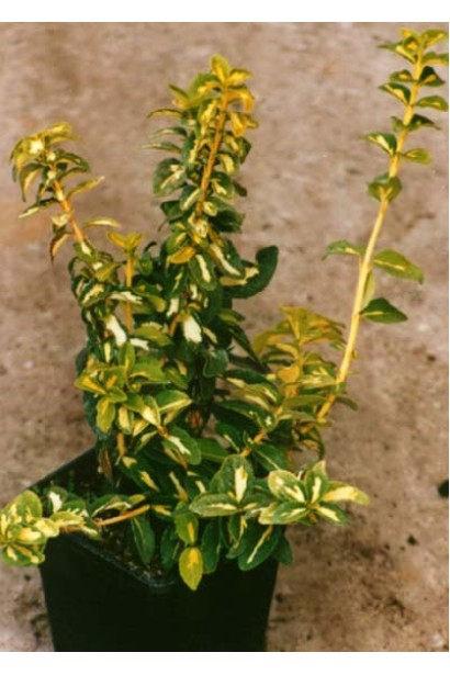 Бересклет Форчуна Санспот в контейнере Р9/0,5л