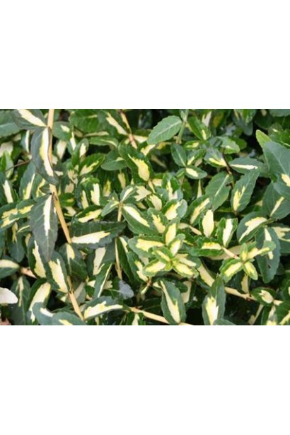 Euonymus fortunei Sunspot