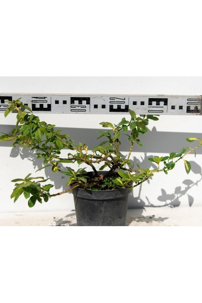 Бересклет Форчуна Санспот саженец диаметр 40-50 см