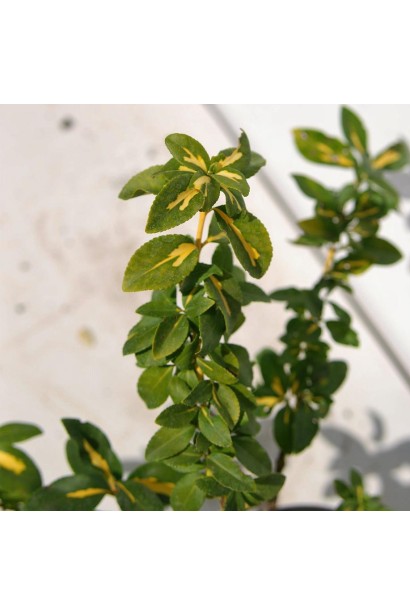 Бересклет Форчуна Санспот 