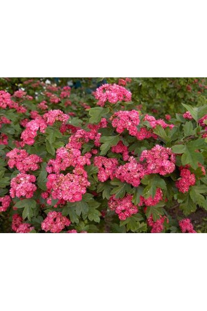 Crataegus x media Pauls Scarlet