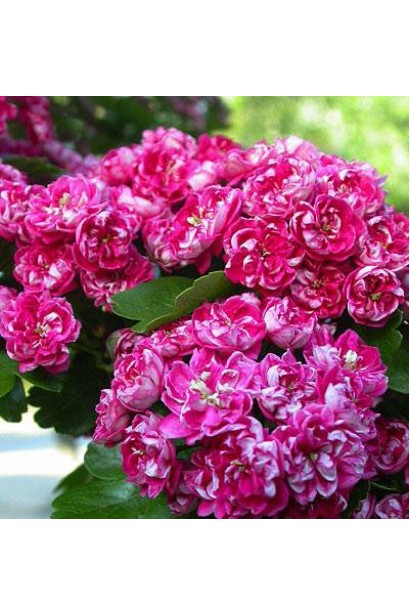 Глід Пол Скарлет махрові темно-рожеві квіти