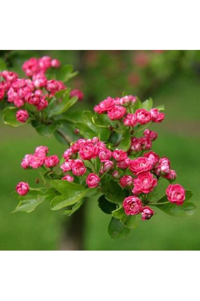 Глід звичайний / колючий Пол Скарлет 