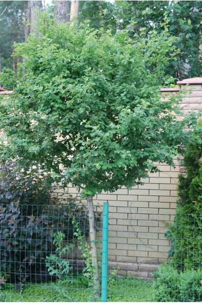 Глід Pauls Scarlet дерево в ландшафті