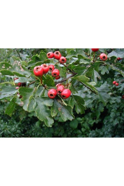 Глід одноматочковий Компакта (кулястий) | Боярышник однопестичный Компакта (шаровидный) | Crataegus monogyna Сompacta