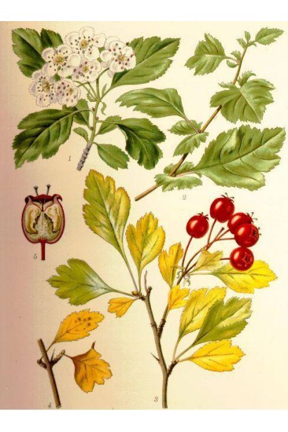 Глід одноматочковий Компакта (кулястий) | Боярышник однопестичный Компакта (шаровидный) | Crataegus monogyna Сompacta