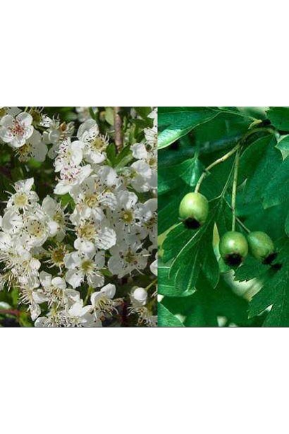 Глід одноматочковий Компакта (кулястий) | Боярышник однопестичный Компакта (шаровидный) | Crataegus monogyna Сompacta